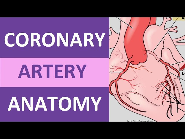 Coronary Artery Anatomy and Physiology, Blood Supply Nursing | Anatomy
