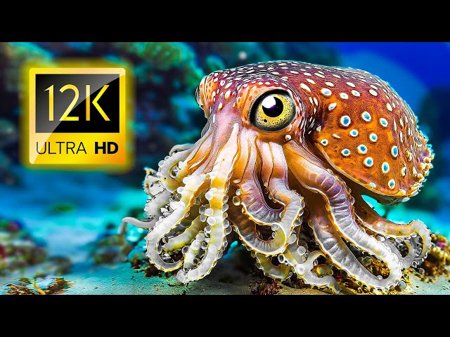 A Wildlife Tour of Ocean Animals and Fish 12K ULTRA HD - Ocean Sounds and Piano Music