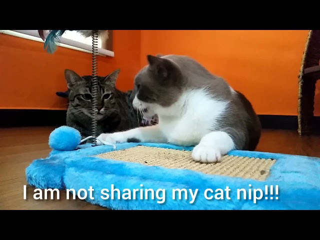 I am not sharing my catnip!!
