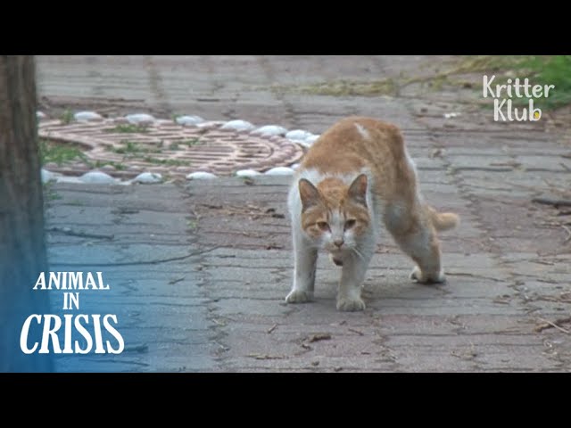 'HELP!' Stray Cat Pleads For Helping His Friend Be Treated (Part 2) | Animal in Crisis EP104