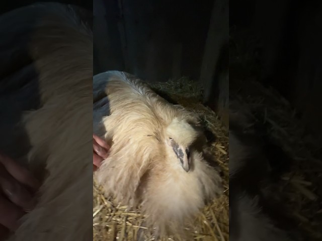 Bert’s sitting on the Emu Eggs!