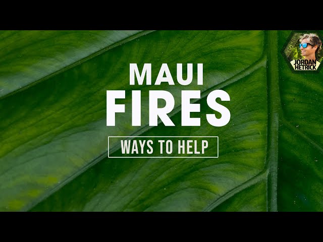 Maui Fires