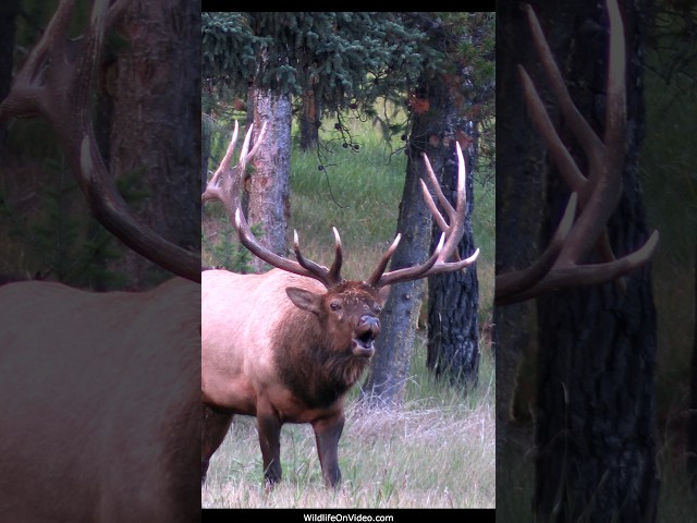 The Sheriff Clearing House During Rut - Biggest Bull Elk
