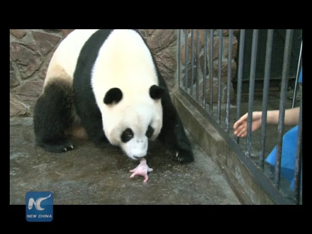 Giant panda cub dies 5 days after birth