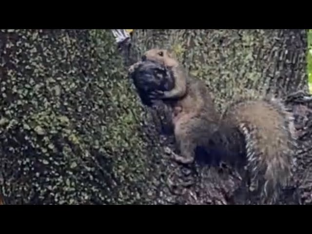 Baby squirrel falls off tree and gets rescued by mama