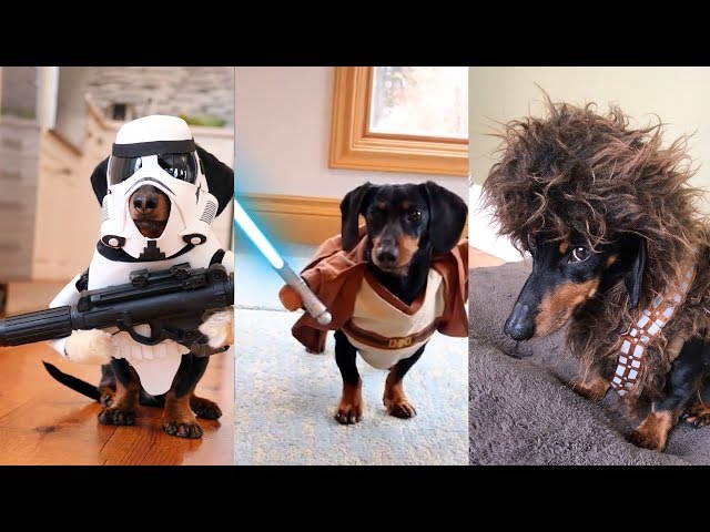 Crusoe's Star Wars Dog Costumes Compilation