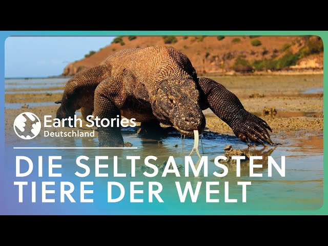Wallacea | Die seltsamsten Tiere der Welt | Earth Stories Deutschland