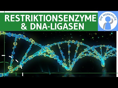 Gentechnik - Anwendung der Genetik | Genetik/ Biologie Abitur