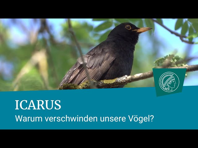 Icarus: Warum verschwinden unsere Vögel?