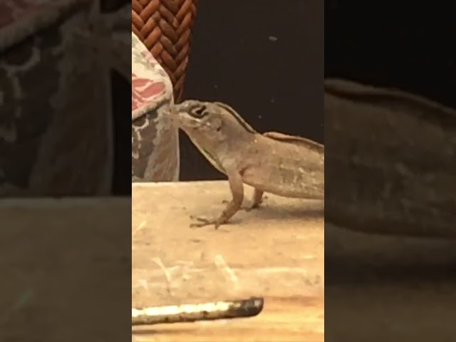 Lizard Forgets How to Walk