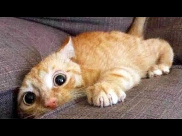 Funny Cat Videos - Funniest Cats on the Internet | Life Funny Pets