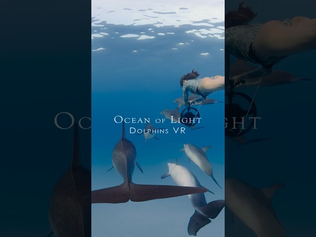 Swim with Dolphins 🐬 in Meta Quest 3 - Ocean of Light VR Film