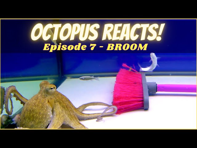 Octopus Reacts to Broom - Episode 7