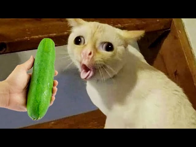 New Funny Animals 😍 Funniest Cats and Dogs 2023 😻🐶 Part 8