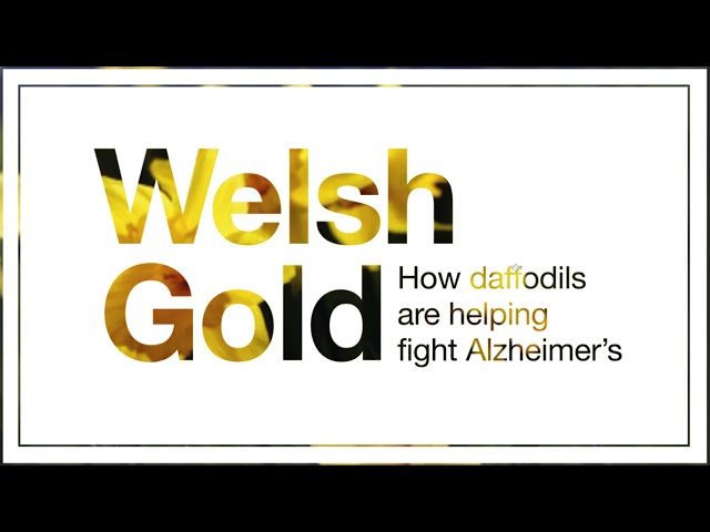 Could daffodils turn the Black Mountains gold & fight Alzheimer's?