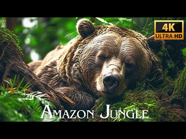 AMAZON JUNGLE 4K ULTRA HD | Rainforest Animals