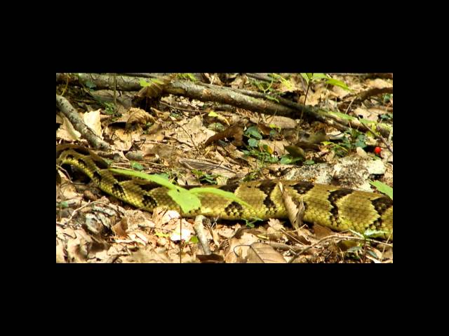 Timber Rattlesnake in Great Smoky Mountains National Park (2011)