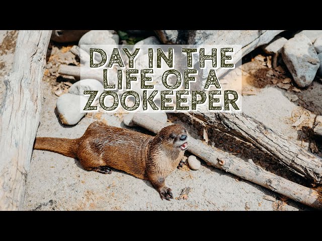 Day in the life of a ZooKeeper at ZooMontana