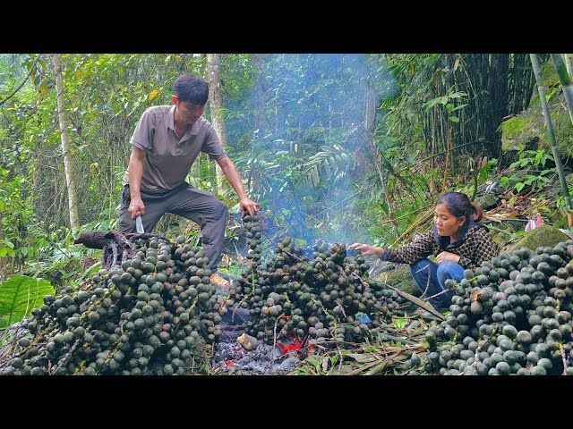 Harvesting Arenga Pinnata together to sell. The difficult journey of KONG & NHAT