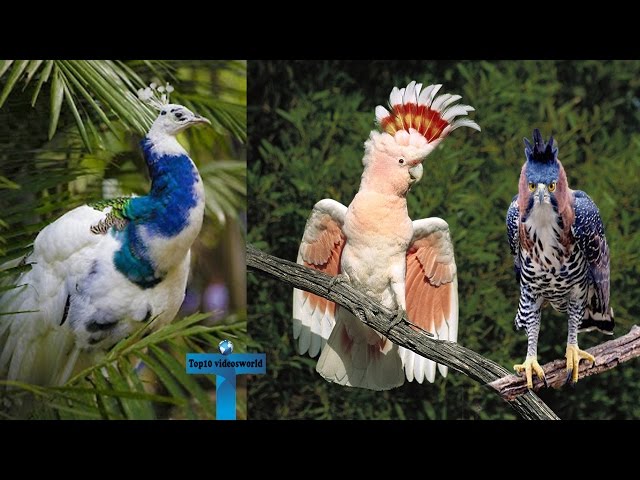 10 Of The Most Amazing And Unique Exotic Birds In The World You Don't Know Actually Exist