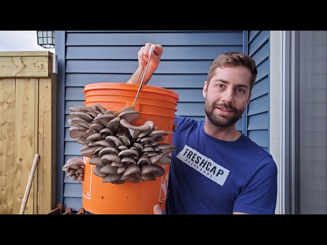 Grow Mushrooms at Home In A 5 Gallon Bucket (Easy - No Sterilization!)