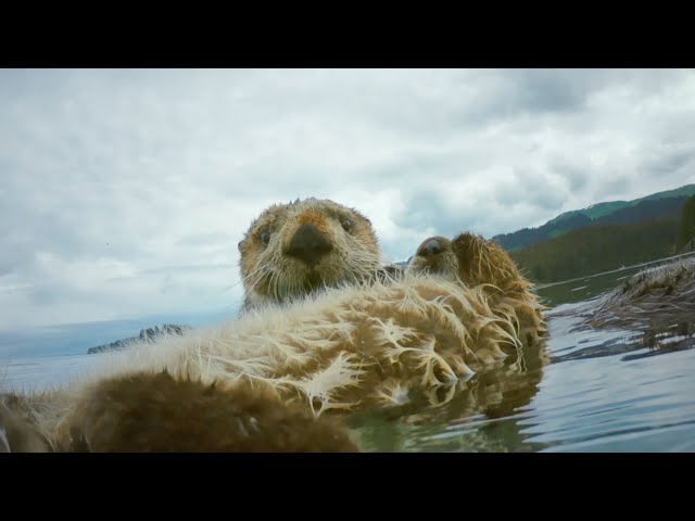Robot Spy Otter & Spy Bald Eagle Discover How Sea Otters Cope With Mega-waves From Melting Glaciers