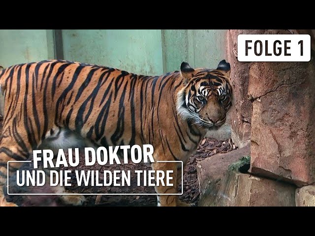 Neuer Tiger im Zoo | Frau Doktor & die wilden Tiere | (1/4)
