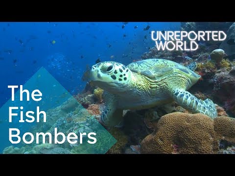 Bombing endangered coral reefs to catch fish | Unreported World