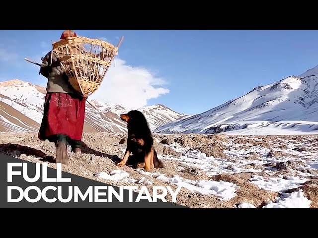 World's Last Shepherdess of the Glacier | Free Documentary