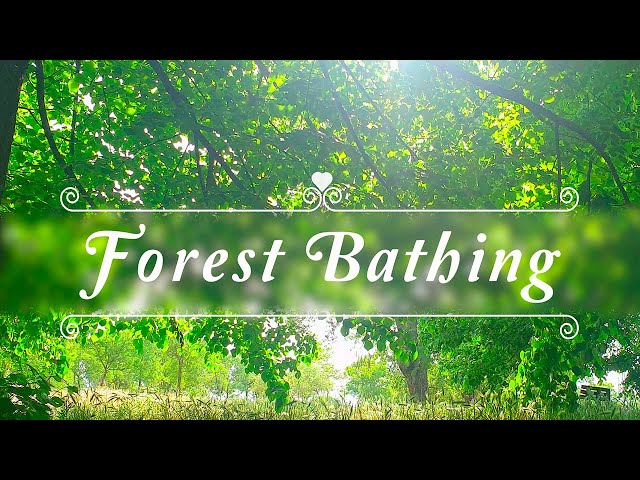 FOREST BATHING🌳FRESH MORNING AMBIENCE🌳Positive Energy of Healing Spring Sounds & Birds Singing#1