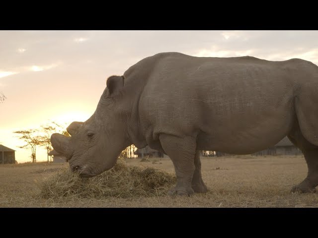 The Last Male Northern White Rhino on Earth