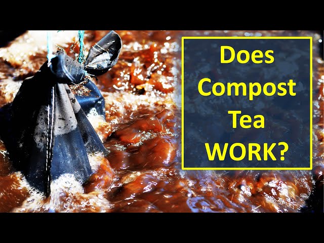 Does Compost Tea Work - The Science Behind the Claims