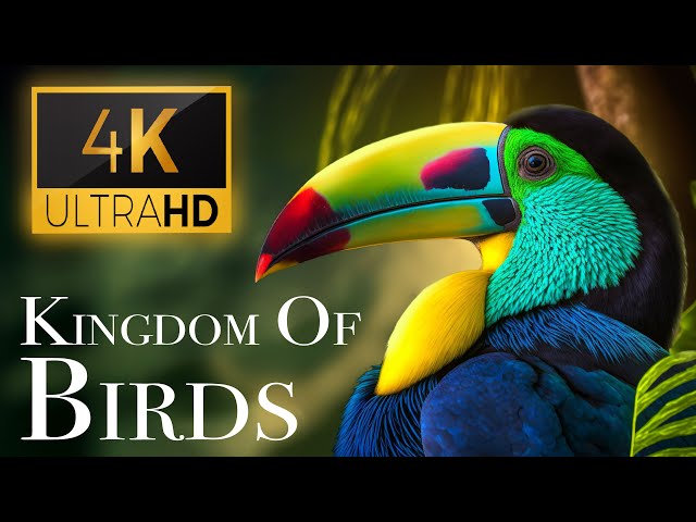 The Kingdom of Birds 4K - Stunning Bird Sounds In The Forest | Scenic Relaxation Film