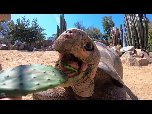 Galapagos Tortoise Viciously Devours Unsuspecting Cactus