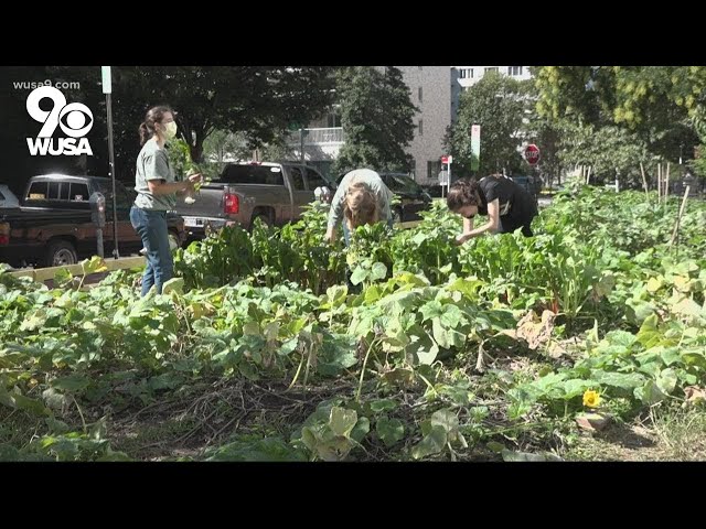 George Washington students grow fresh produce to serve people experiencing homelessness in DC