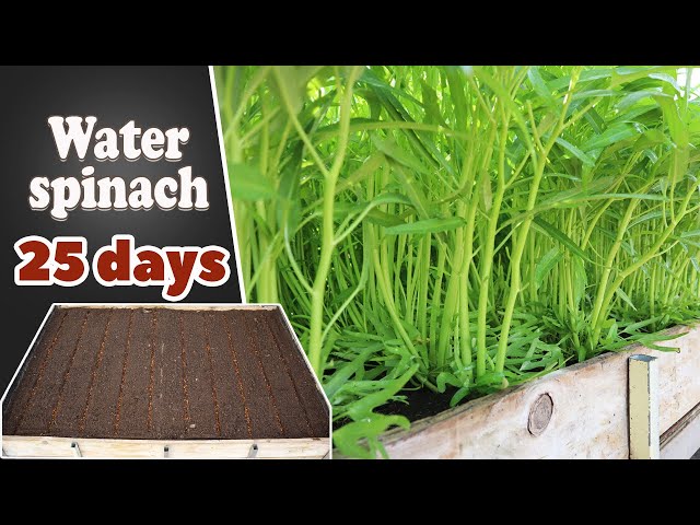 How to grow water spinach form seed to harvest | Reuse old soil to grow water spinach