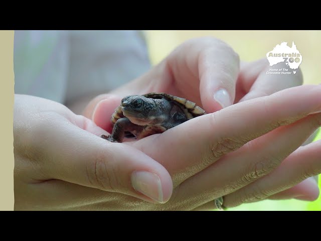 Tiny turtle hatchlings head back home | Wildlife Warriors Missions