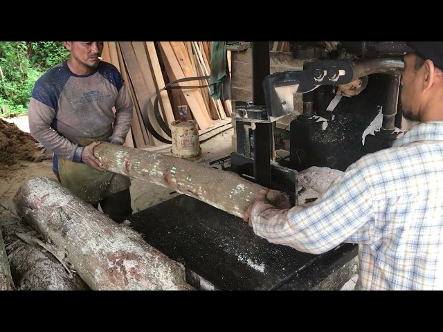 Produksi harian kayu mahoni