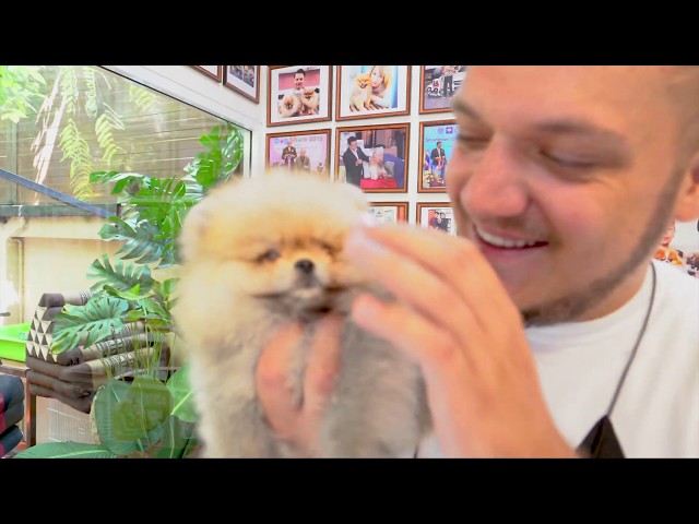 INTERVIEW WITH THE POMERANIAN KING 🌴 VLOG #37