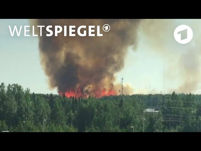 Waldbrände in der Arktis: Feuer rund um den Polarkreis | Weltspiegel