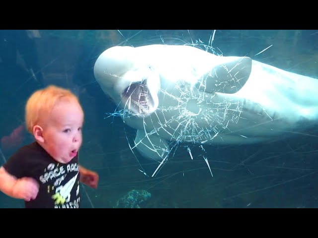 TRY NOT TO LAUGH | Funny Weekend At The Zoo - LAUGH TRIGGER