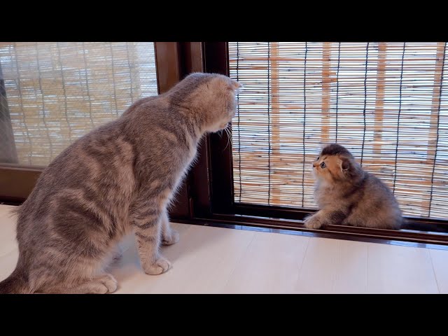 A naughty kitten who listens to what her mother tells her is so cute.