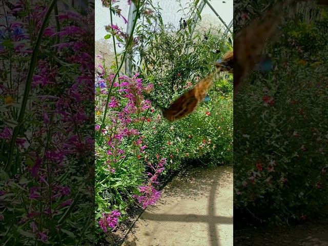 Perfect Day in the Butterfly Garden!