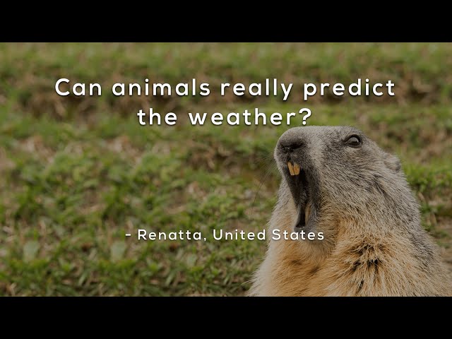 Can animals really predict the weather?