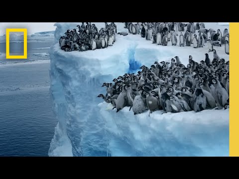 Craziest Animal Moments | National Geographic