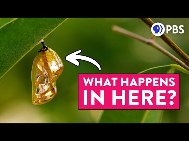 The Truth About Butterfly Metamorphosis (It's VERY WEIRD)