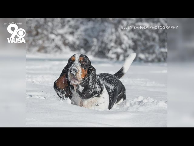 What's more uplifting than dogs in the snow | Get Uplifted