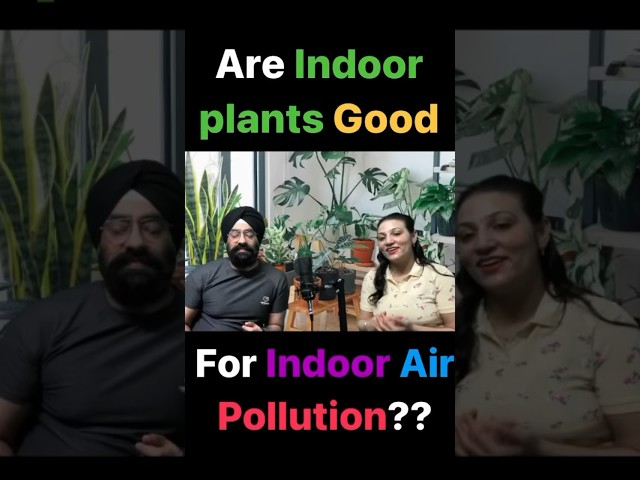 Are indoor Plants good for air pollution #airpollution #pollution #indoorplants #houseplants