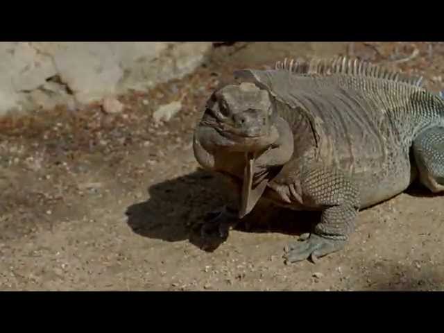 Rare Anegada Iguana Participates in Training at San Diego Zoo