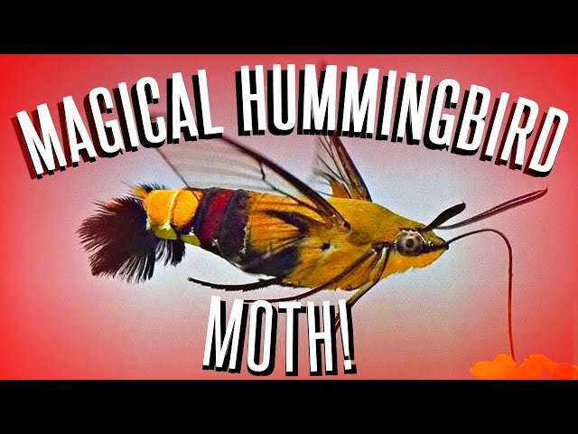 The Hummingbird Moth! & The Best Plants To Attract Them To Your Garden